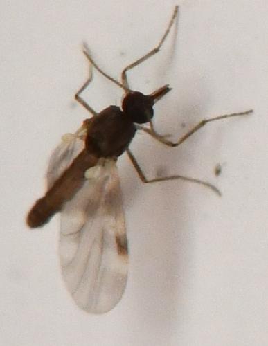 Réf. 297 593 : Culicoides sp.